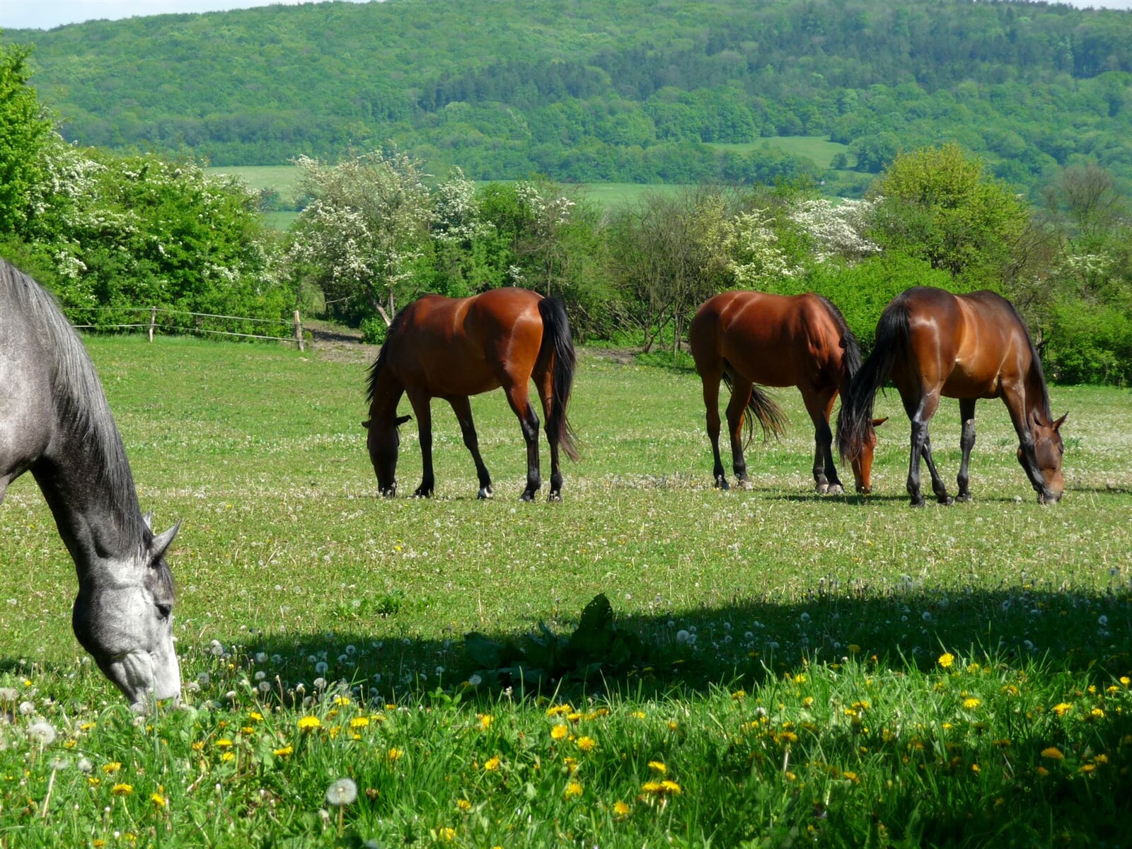 Na ekostatku Kvatro v Bílých Karpatech se koně mají jako v bavlnce