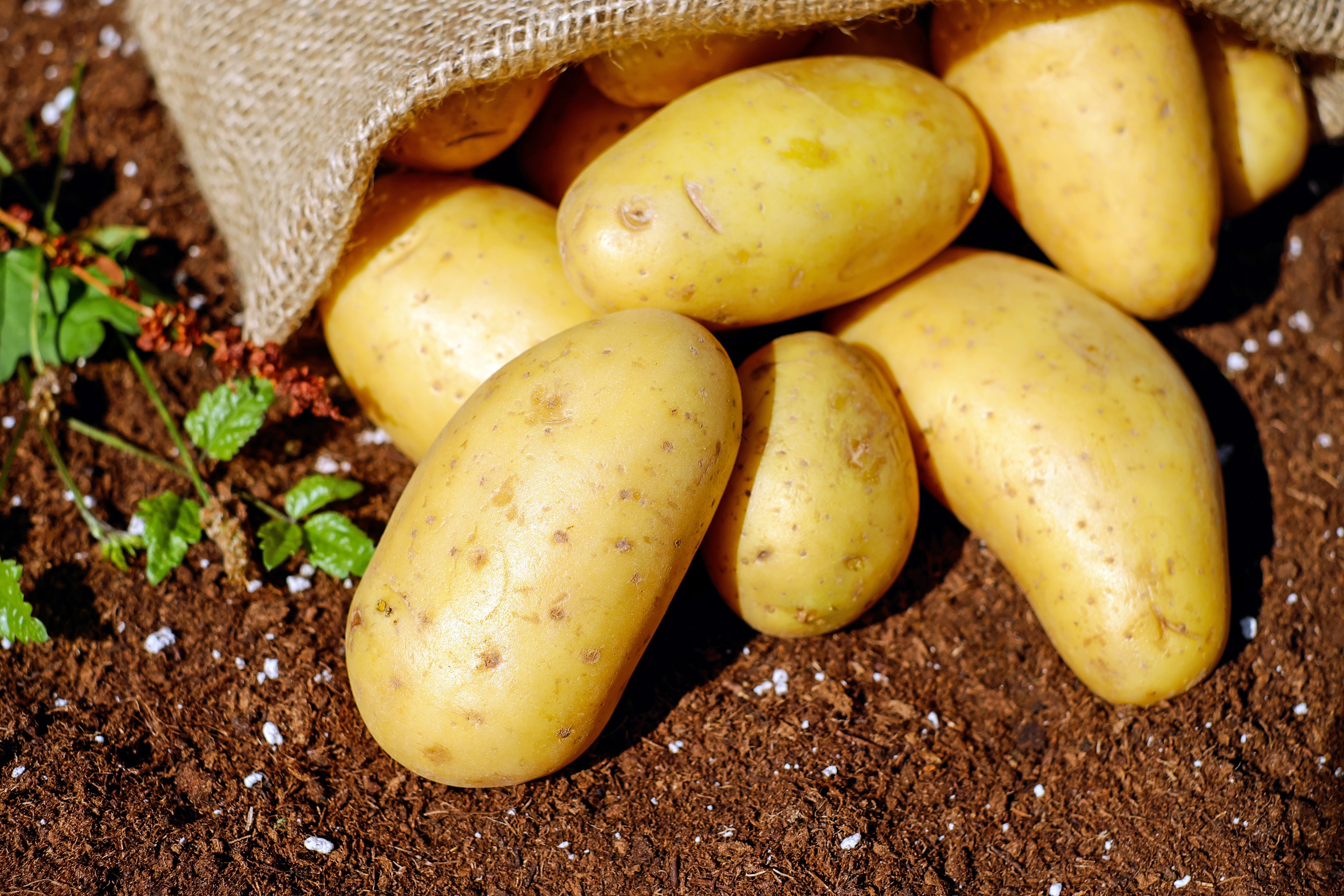 Co jste nevěděli o bramborách