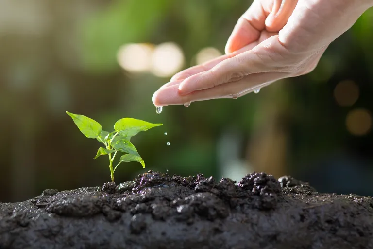 Bioplasty pro lepší udržitelnost: Řešení, nebo větší problém?